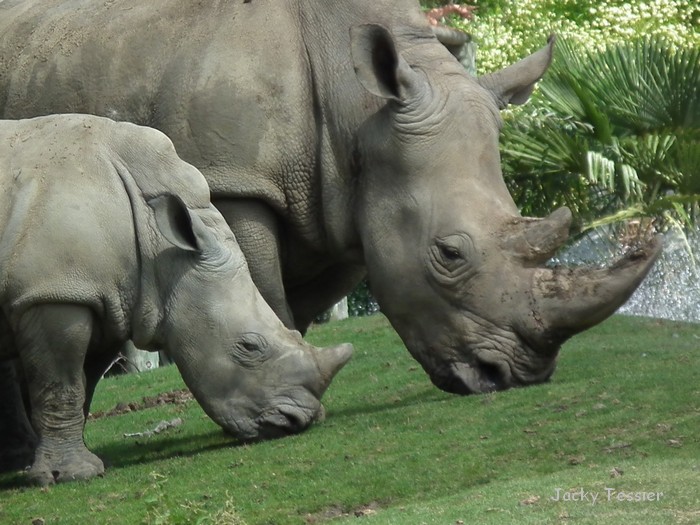 Rhinocéros