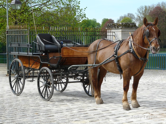 Attelage_Fontainebleau