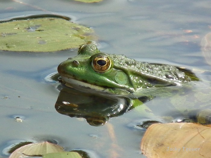 Grenouille