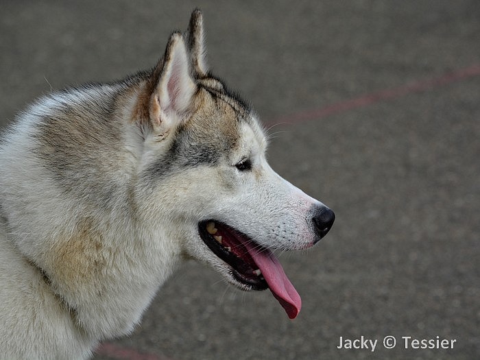 Chien husky