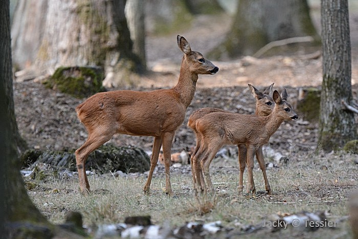 Chevrette et ses petits