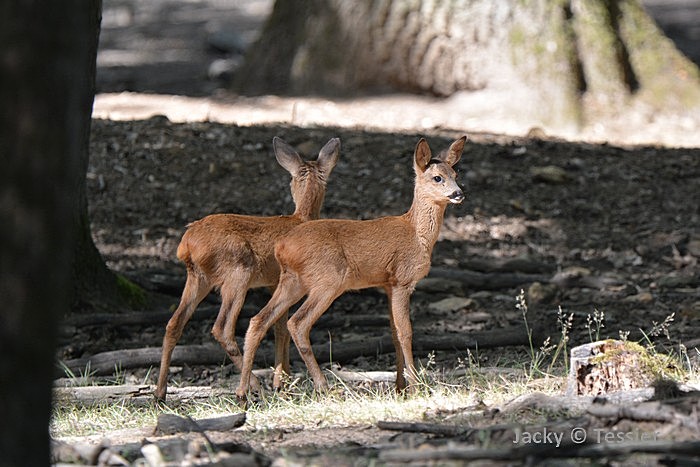 Bébés chevreuils