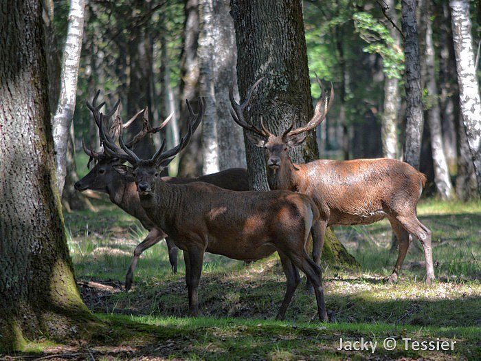 cerfs_Rambouillet