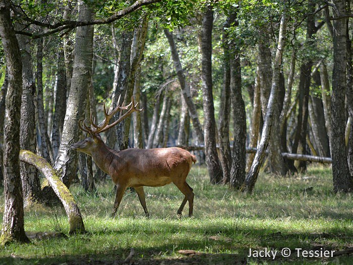 cerf_Rambouillet