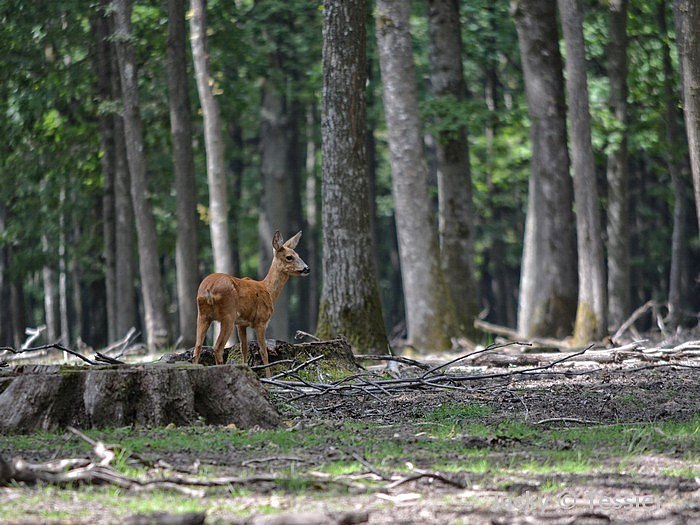 Chevreuil_Rambouillet