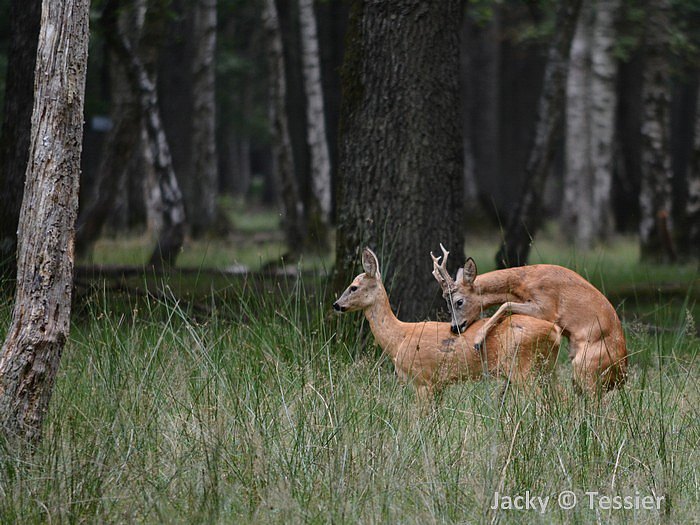 Chevreuils_Rambouillet