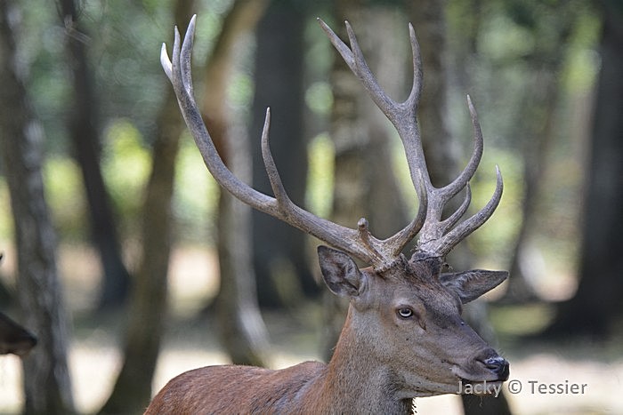 Tête de cerf élaphe