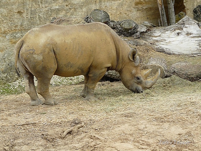 Rhinoceros_blanc
